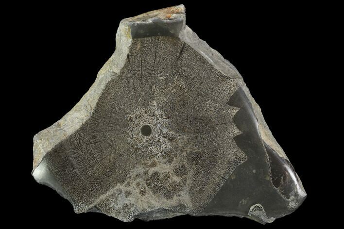 Jurassic Marine Reptile Bone In Cross-Section - Whitby, England #96345